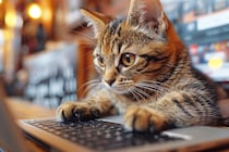 猫バンバン→猫コンコン　6月こそ注意！エンジンルームの“侵入者”が愛しいペットになることも