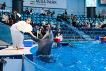 ももいろクローバーZ×マクセルアクアパーク品川コラボスタート / イベント初日に百田夏菜子が登場しスペシャルドルフィンパフォーマンスとトークセッションを開催