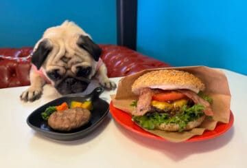 【2025年】筑豊でペットと一緒に行けるお店ならここばい！WING編集部のおすすめペットと一緒に行けるお店4選