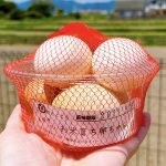 TKGにおすすめ！自販機で買えるこだわりの有精卵（飯塚）
