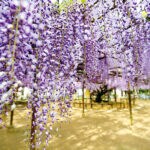 【福智】4月16日（日）に「定禅寺 藤まつり」開催されます！！樹齢500年以上の大藤の甘い香りにキュン♡