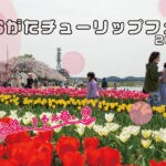 【直方】3月25日（土）から直方リバーサイドパークにて「のおがたチューリップフェア2023」が開催されます！！