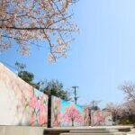 【田川】約400本のソメイヨシノが咲き誇る丸山公園で3月24日（金）から花まつり開催！！