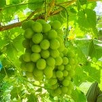【飯塚】夏だけのお楽しみ！市来葡萄園の葡萄直売所。