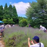 【添田】英彦山花園で6月28日（土）より期間限定で「ラベンダー摘み取り体験」が行われます！