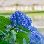 福岡・筑豊のあじさい開花情報2024！これから見ごろを迎える名所や穴場スポットをいち早くご紹介！