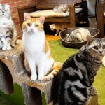 【飯塚】丸顔の猫たちに癒される。食事もできる猫カフェ、フラットテール