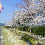 【宮若】3月29日・30日、犬鳴川河川公園は「さくらウィーク」！キャンドル点灯や彼岸花の植栽を行います
