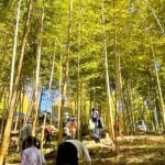 【香春】香春の春の風物詩、珍しい金明孟宗竹の「たけのこ掘り放題」イベントが4月15日（土）に開催されます！！