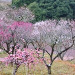 【嘉麻】梅の香りただよう嘉麻市梅林公園で2月12日（日）からいよいよ観梅期間が始まります！！