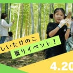 【香春】香春の春の風物詩、珍しいたけのこ掘りイベントが4月20日（日）に開催されます！
