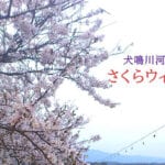 【宮若】3月30日・31日、犬鳴川河川公園は「さくらウィーク」！キャンドル点灯や彼岸花の植栽を行います