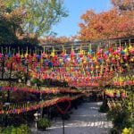 【田川】7000個の風車に癒される。三井寺のかざぐるま祭