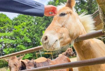【飯塚】家族みんなで楽しめる♪動物たちとの距離が近い「ピクニカ共和国」