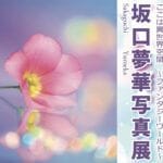 【嘉麻】11月23日（土）・24日（日）くがやCafeで「坂口夢華 写真展」が開催されます！