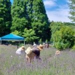 【添田】英彦山花園で6月29日（土）より期間限定で「ラベンダー摘み取り体験」が行われます！
