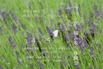 【添田】英彦山花園で7月4日（土）・5日（日）に「ラベンダー摘み取り体験」が行われます！