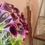 【直方】大切な日を草花で彩る。予約制の花屋さん「草花ノ香リ」