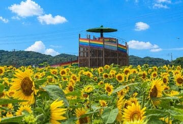 【大任】今週が見頃！道の駅おおとう桜街道横のひまわり畑