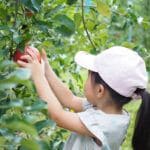 【川崎】8月26日（土）より観光リンゴ園で一般向け「りんご狩り体験」がスタートします！！