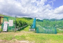 【小竹】ボタ山から生まれたブルーベリー農園。山の里自然農園でブルーベリー狩りと絶景を満喫