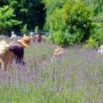 【添田】英彦山花園で7月より期間限定で「ラベンダー摘み取り体験」が行われます！！