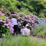 【添田】6月21日（土）・22日（日）、英彦山花園にて「アジサイ摘み取り体験会」が開催されます！