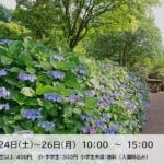 【添田】6月24日（土）～26日（月）英彦山花園にて「アジサイ摘み取り体験会」が行われます！