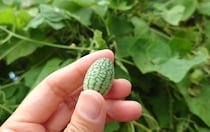 スイカの赤ちゃんじゃないよ！この可愛い野菜の正体は