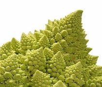 ビジュがスゴいぞ！「ロマネスコ」ってどんな野菜？分解してみました