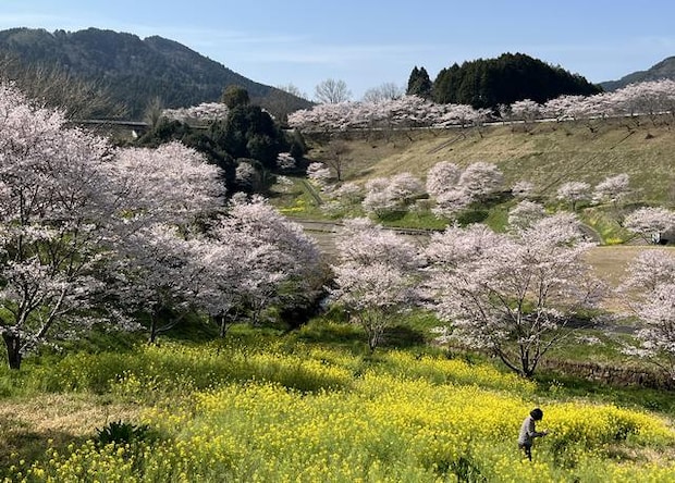 がんね白滝公園、満開の桜と菜の花が広がる風景【岩国市美和町】