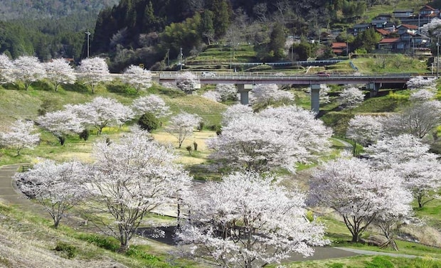 がんね白滝公園の桜が満開！お散歩デートに最高なサーキットのある公園【岩国市美和町】