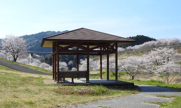 がんね白滝公園、サーキットと桜の風景【岩国市美和町】