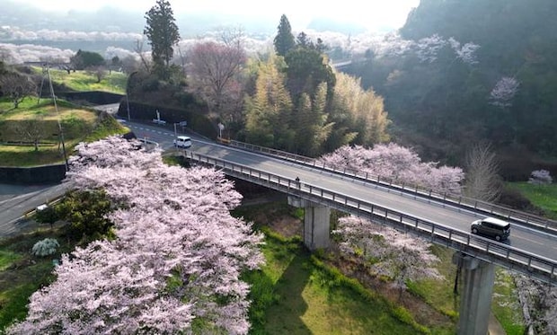 満開の桜に染まる、岩国市美和エリアの風景