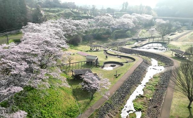 桜の園・岩国市美和エリア「明神原なごみ広場」の全体の様子
