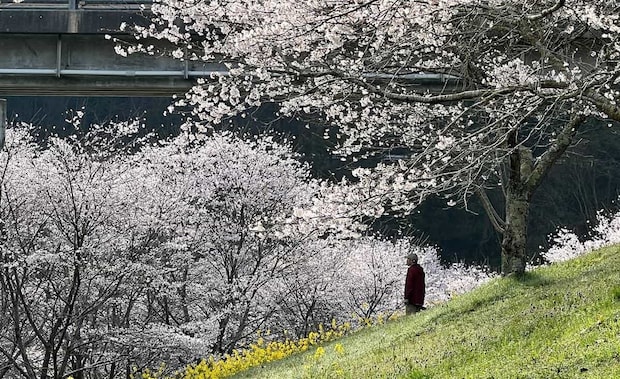 観光客の知らない桜の名所！明神原なごみ広場、岩国の素晴らしきお花見スポット