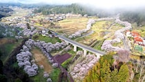 観光客の知らない桜の名所！明神原なごみ広場、岩国の素晴らしきお花見スポット
