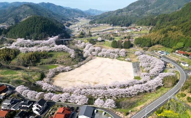 山口県に桜で包まれたグラウンドがあった！弥栄湖スポーツ公園