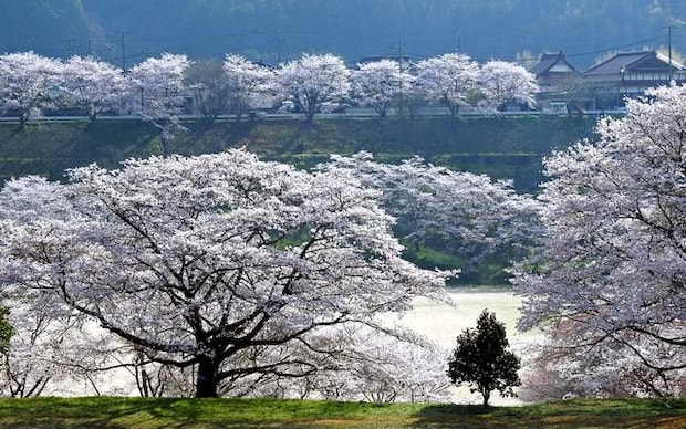岩国市美和町の桜スポット、弥栄湖スポーツ公園の「黒沢グラウンド」