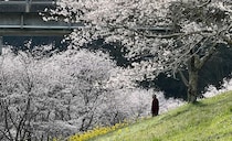 観光客の知らない桜の名所！明神原なごみ広場、岩国の素晴らしきお花見スポット