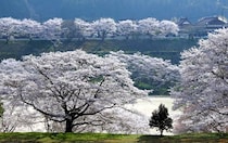 山口県に桜で包まれたグラウンドがあった！弥栄湖スポーツ公園