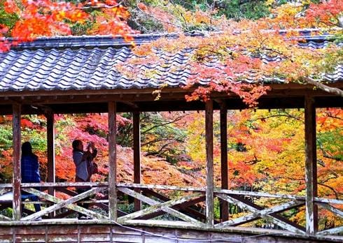 佛通寺も秋のグラデーション、紅葉を楽しむ人で賑わう