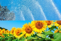 広島市植物公園サマーフェア2025開催、水遊び・涼しい屋内・ヒマワリも見ごろに！