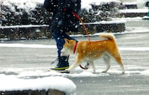 この冬最強寒波、成人の日直撃 広島にも大雪の可能性「大雪時の外出控えて」