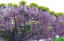 天空の藤棚は圧巻！神ノ倉山公園で「藤まつり」アルプホルン演奏も