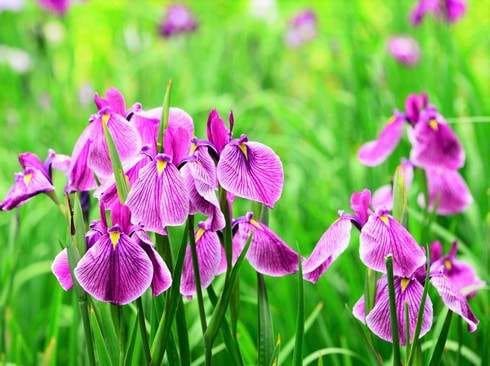 アヤメや菖蒲が一面に!広島の菖蒲スポット「菖蒲まつり」開催も