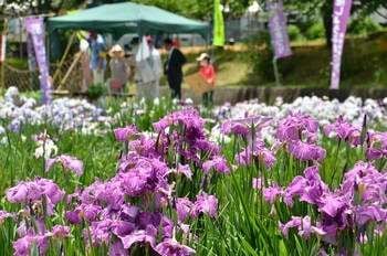 花しょうぶまつり