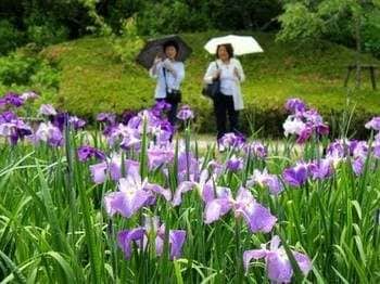 上下あやめまつり