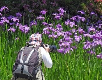 三景園の菖蒲園