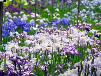 吉香花菖蒲園・城山花菖蒲園(山口県岩国市)